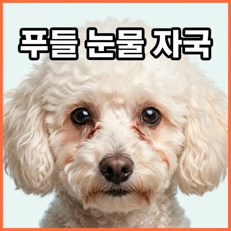 푸들 눈물 자국 심한 이유와 집에서 관리하는 방법