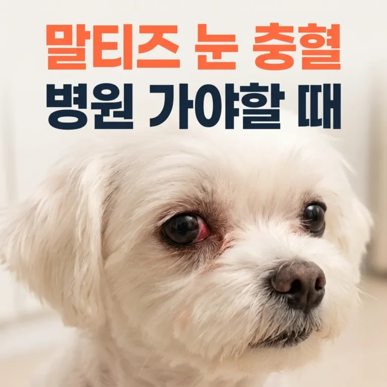 말티즈 눈 충혈 원인 4가지와 지금 병원 가야 하는 기준
