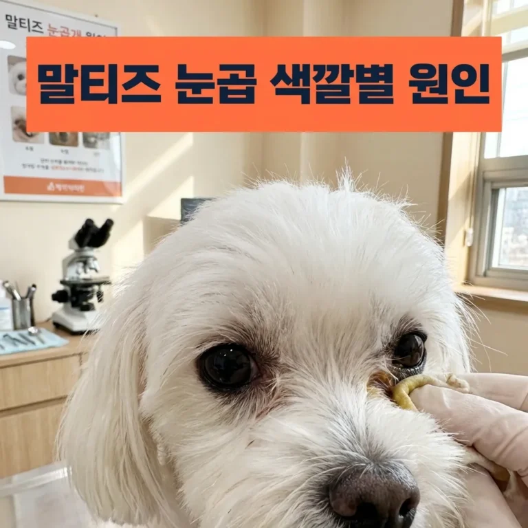 말티즈 눈곱 색깔별 원인 구별법, 이 색이면 병원 가야 해요