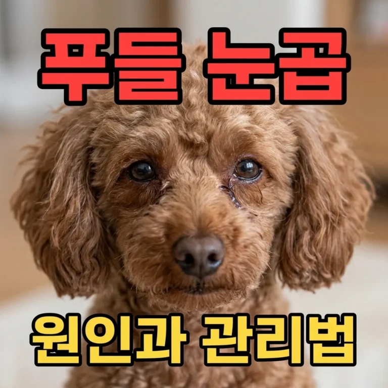 푸들 눈곱 많은 이유와 집에서 관리하는 법 총정리