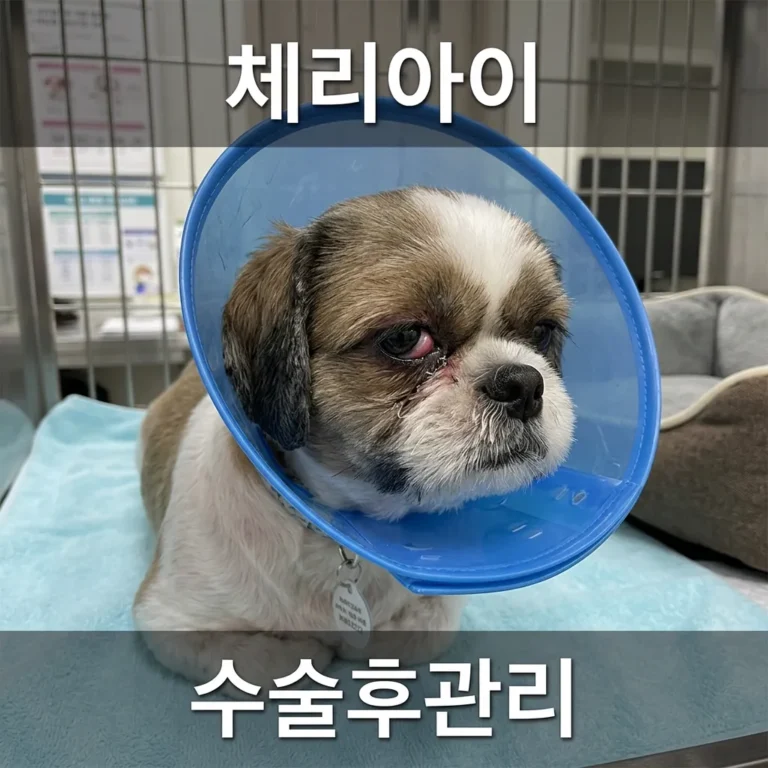 시추 체리아이 수술 후 관리법 5가지, 재발 막는 회복 루틴