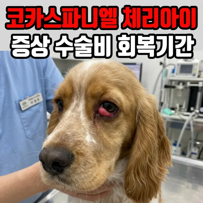 코카스파니엘 체리아이 증상 수술비용 회복기간 정리