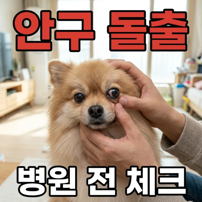 포메라니안 안구 돌출, 병원 가기 전 확인할 5가지