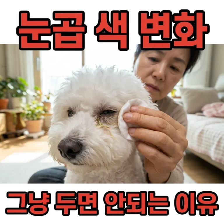 비숑 눈곱 색이 변했을 때 병원 가기 전 체크리스트 5